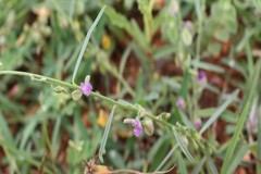 Polygala erioptera